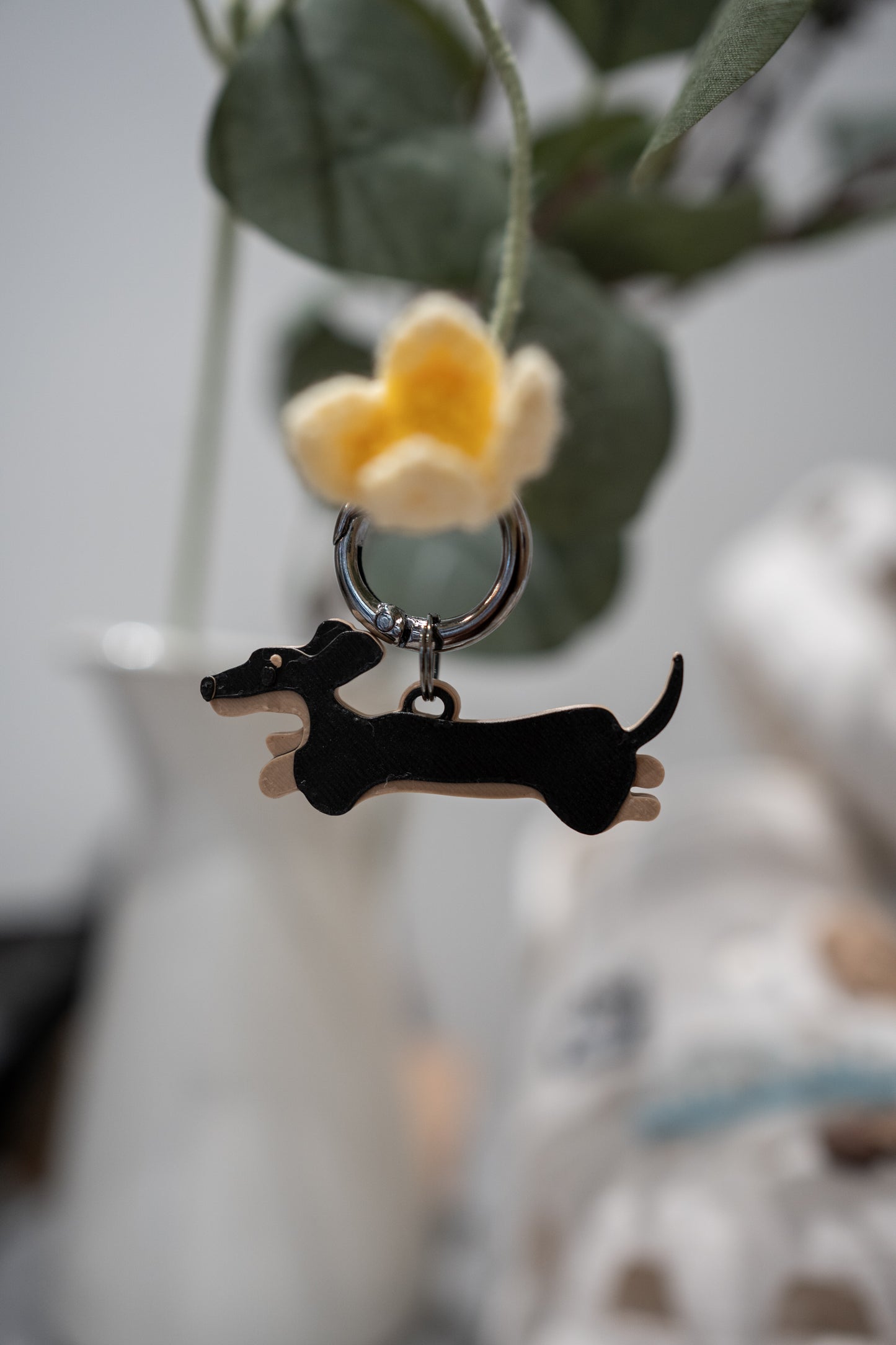 Alma | Dachshund