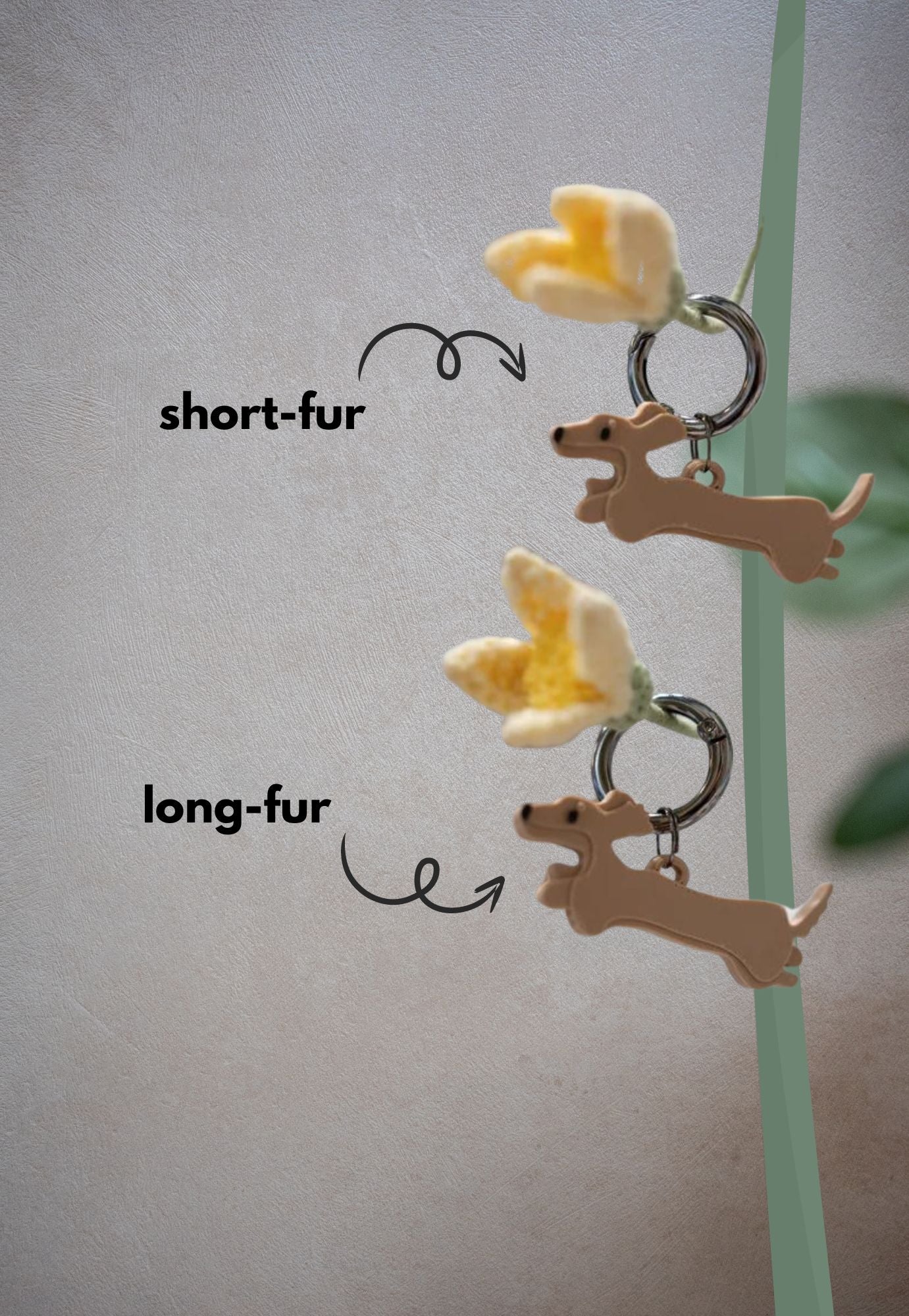 Alma | Anjing Dachshund