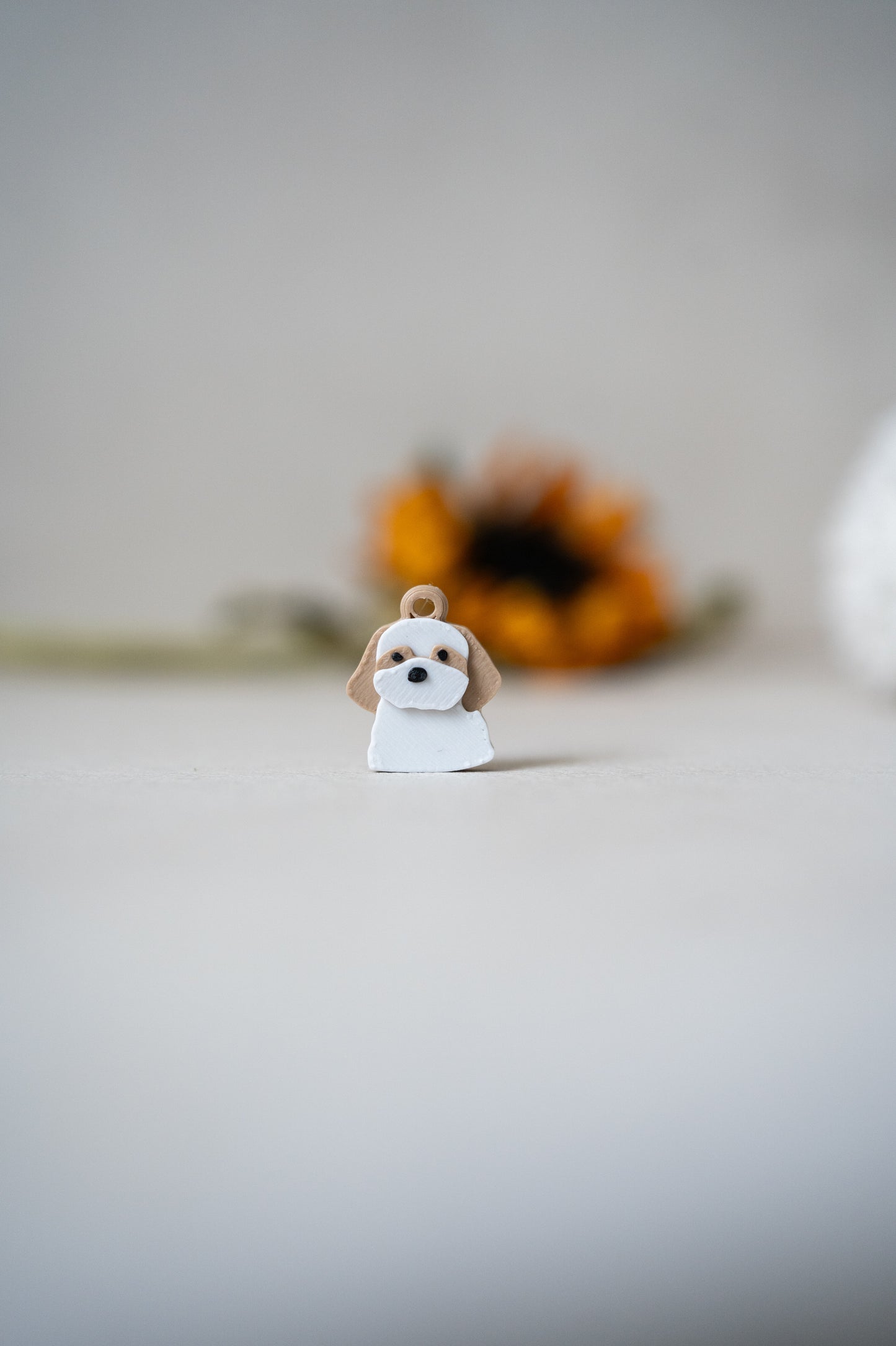 Anjing Prosopa | Shih Tzu