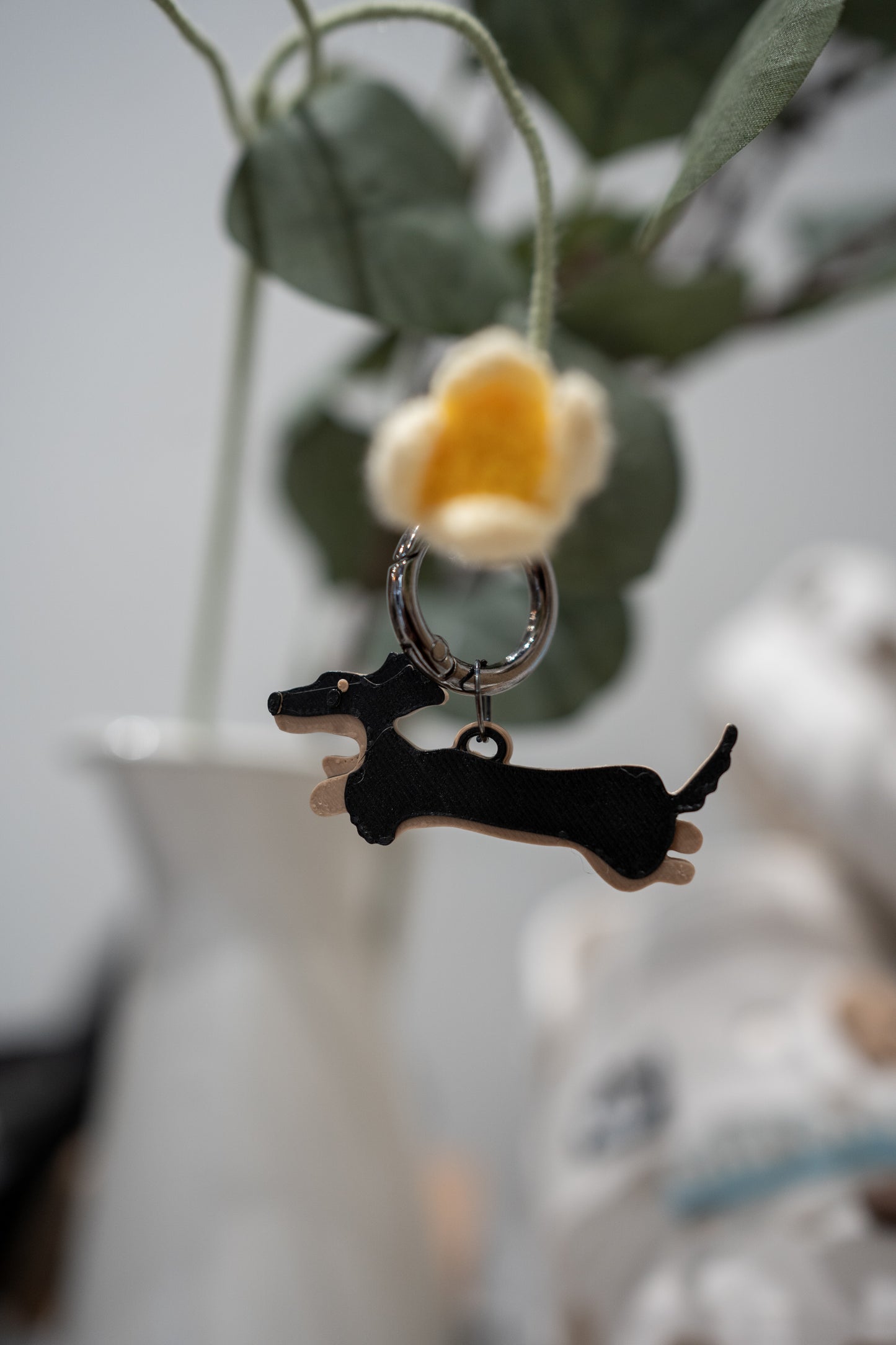 Alma | Dachshund