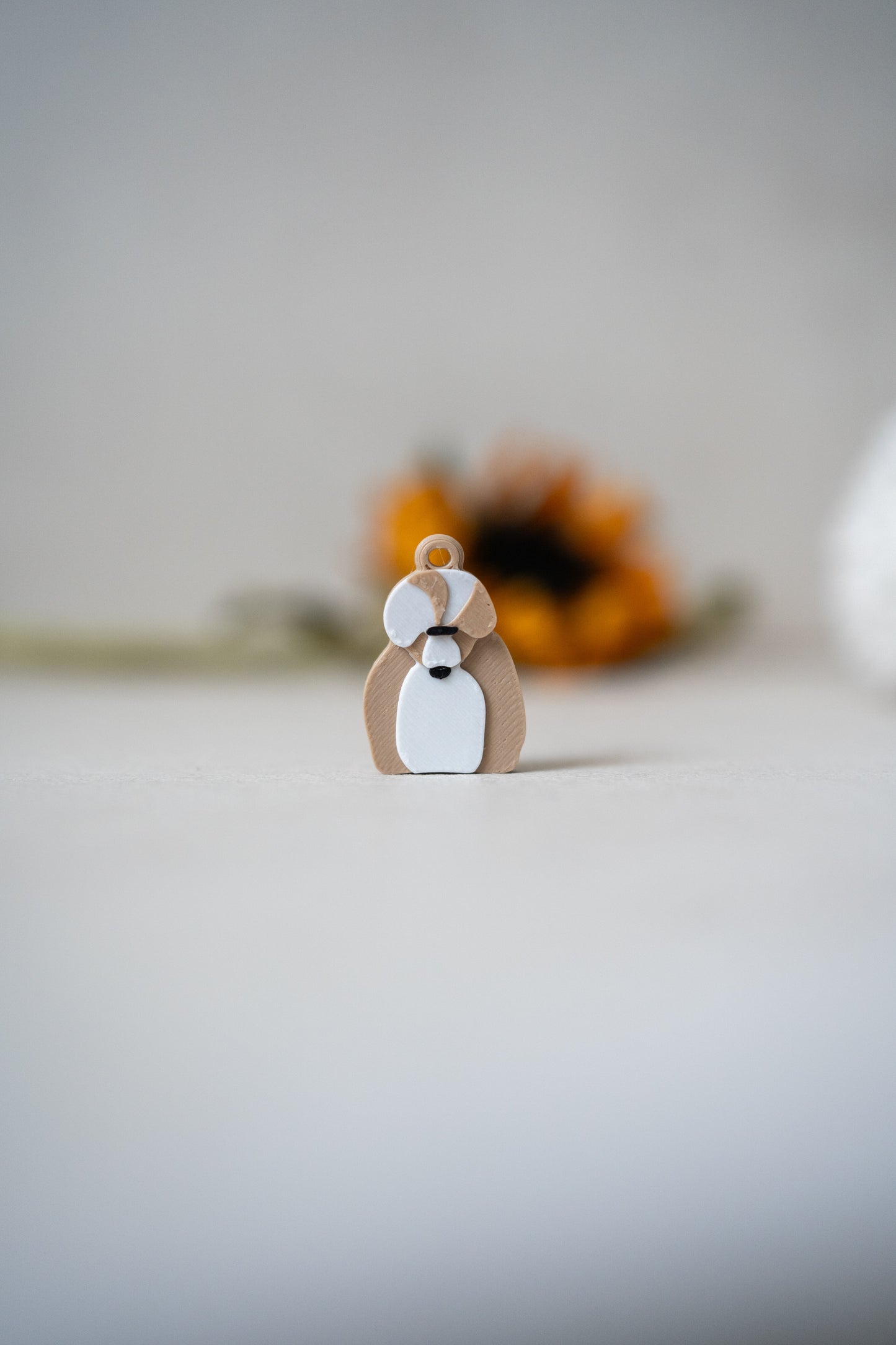 Anjing Prosopa | Shih Tzu