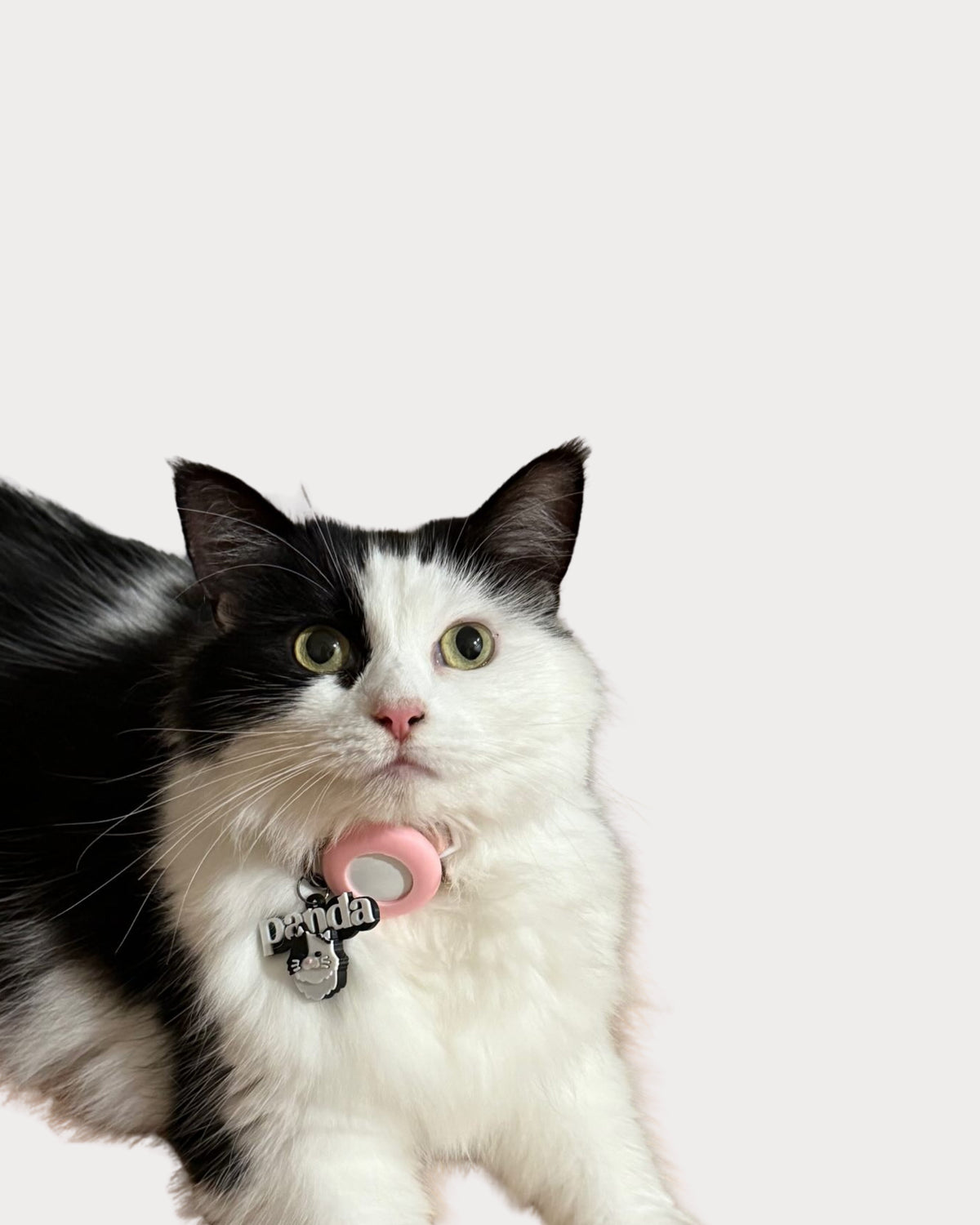 Prosopa | Cats