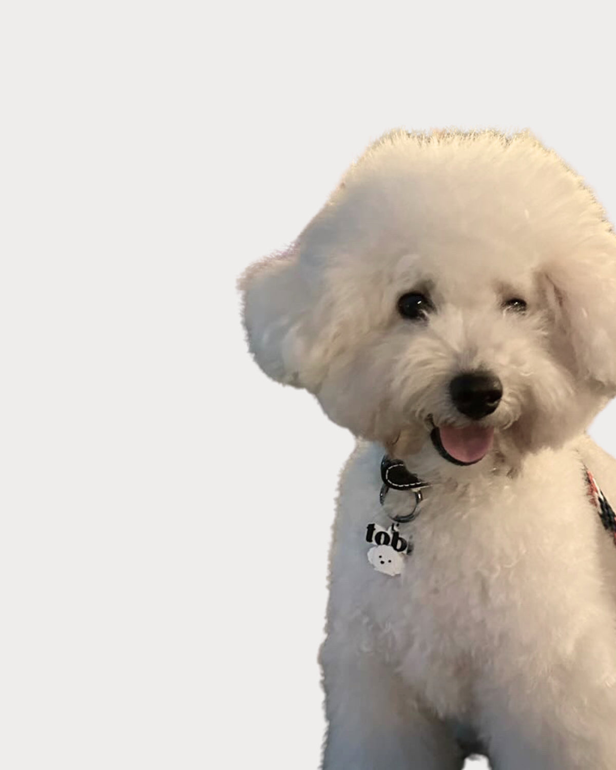 Prosopa | Pups