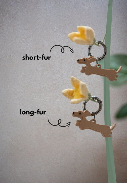 Alma | Anjing Dachshund