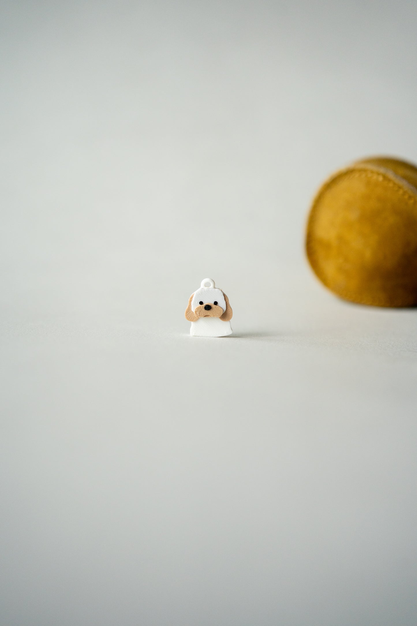 Prosopa | Cavachon